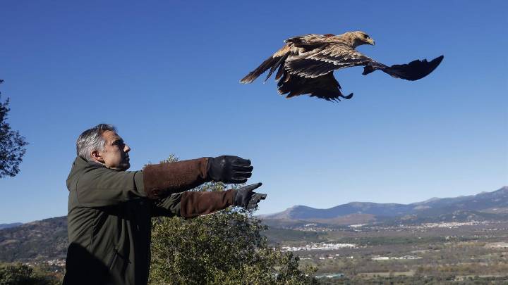 Madrid aumenta en más de un 13% las parejas de águila imperial y libera dos ejemplares rehabilitados