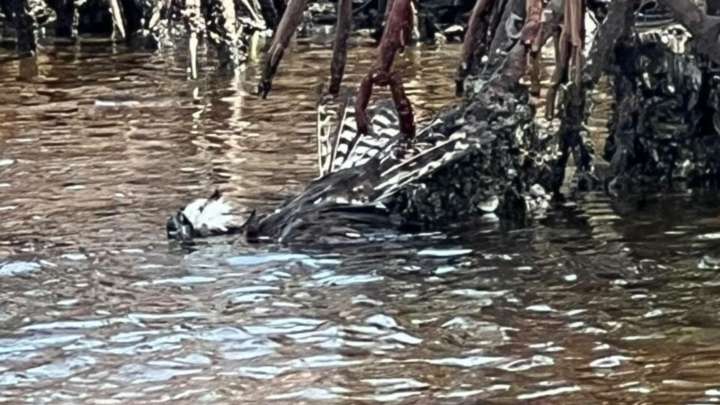 Florida Paddleboarder Sees Feathers Floating In The Water, But What Happens Next Is Unbelievable