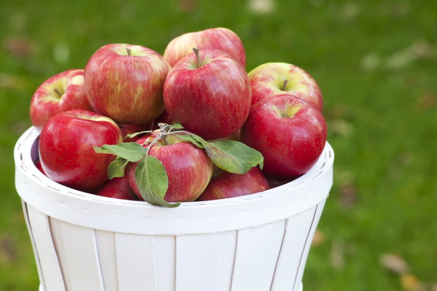 Honeycrisp apples are popular worldwide. Some WA growers hate them