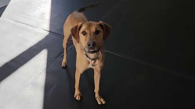 Cooper, a 3-year-old mixed breed, is looking for a life full of adventure