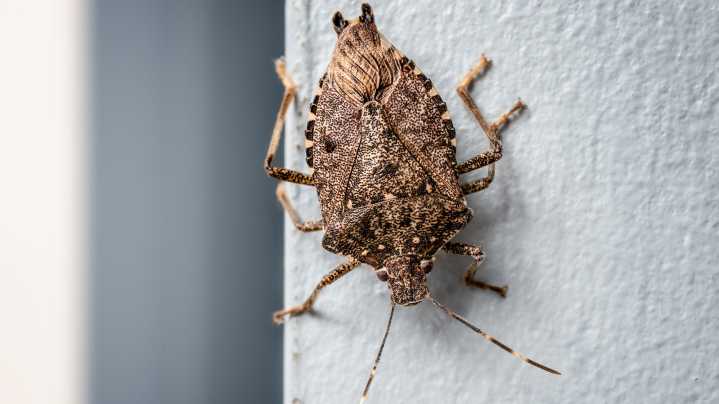 Does Vinegar Keep Stink Bugs Away? Here's The Truth