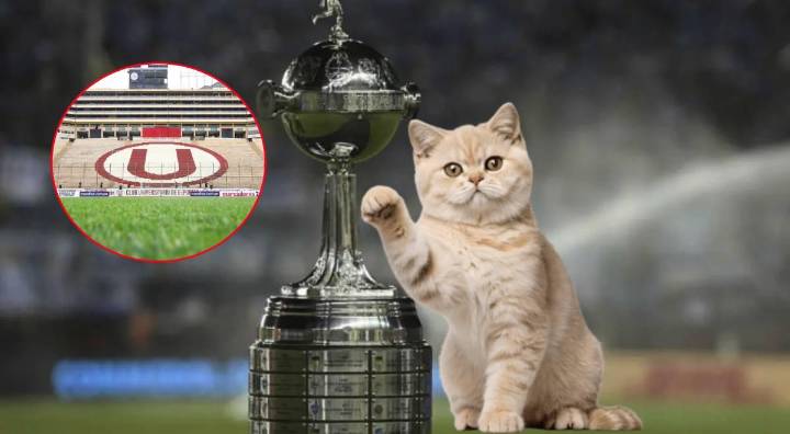 Gatos 'raptan' la Copa Libertadores e hinchas enloquecen en redes: "La michi señal"