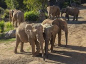 El Safari Park del San Diego Zoo abrirá en 2026 un nuevo valle dedicado a los elefantes