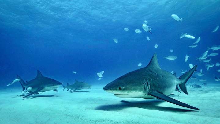 Why Australia's sharks keep on targeting tourists