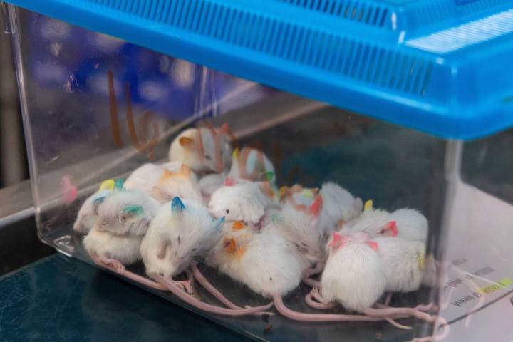 A California Animal Shelter Rescues Nearly 100 Mice, Hamsters in Major Hoarding Case