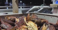 San Francisco Bay fishermen pulling in rock crab during Dungeness delay
