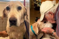 93-Year-Old Man Is Reunited with Lost Dog Thanks to a Trail of Smelly Socks