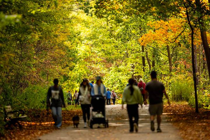 GARDENING: Still time to plant bulbs, even in small space