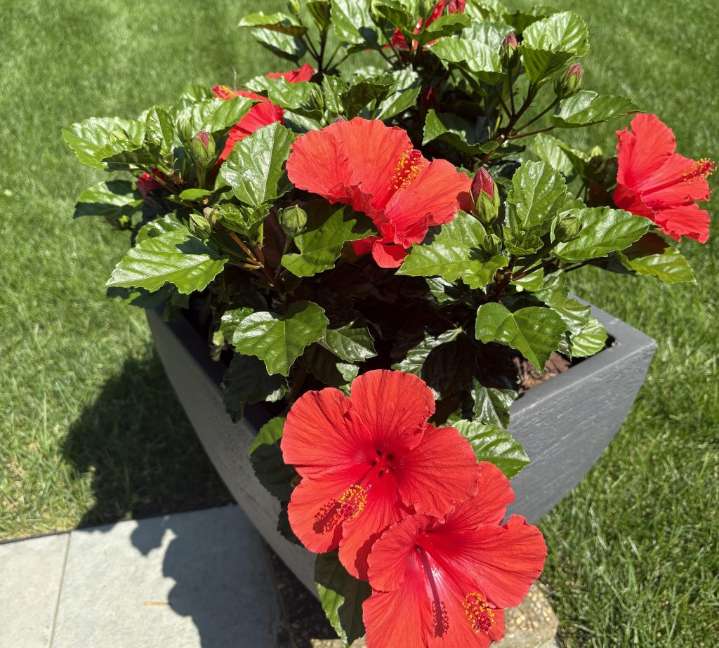 Where should I plant my tropical hibiscus this winter?