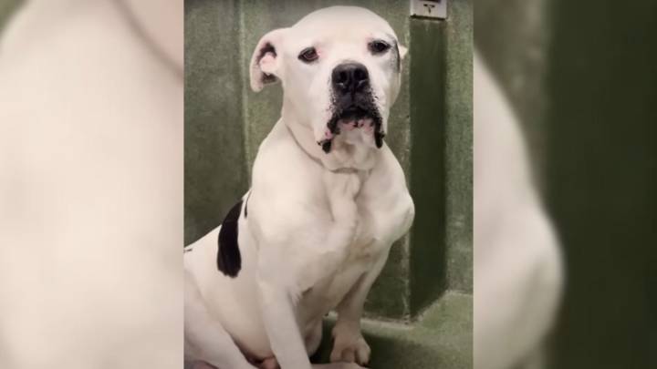 California Pup Overlooked At The Shelter Finally Gets A Chance As Time Runs Out