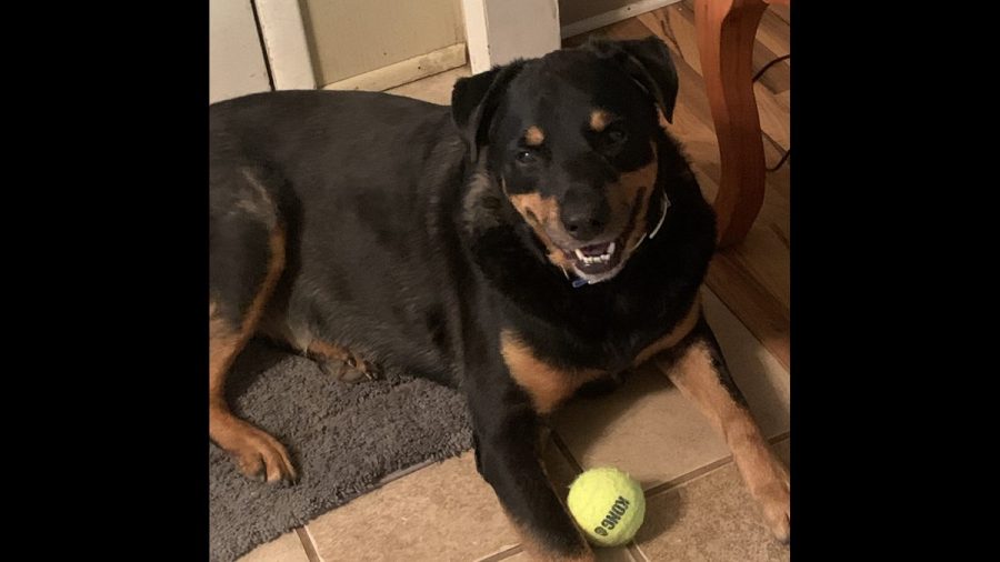 Michigan couple mourns after attacker kills ‘hero’ dog