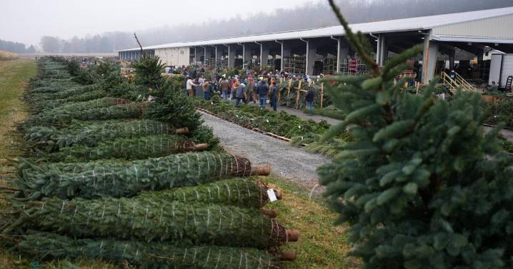 Christmas tree retailers find lots to like at a Pennsylvania wholesale auction