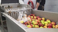 Indian Ladder Farms unveils new cider press