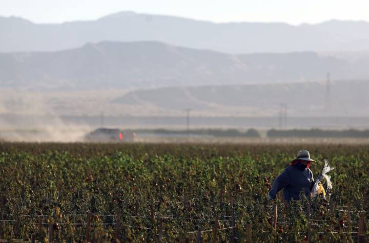 Farmworkers challenge new H-2A wage cuts in federal lawsuit