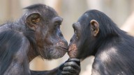 A new analysis suggests kissing on the lips may have evolved 21 million years ago