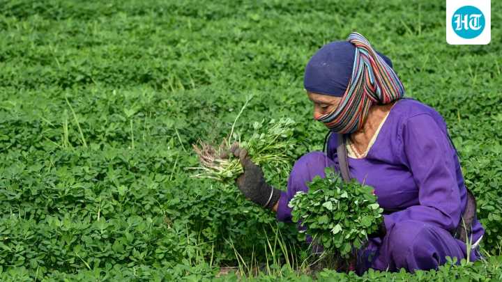 Gratuity eligibility to minimum wages: Key highlights from four labour codes