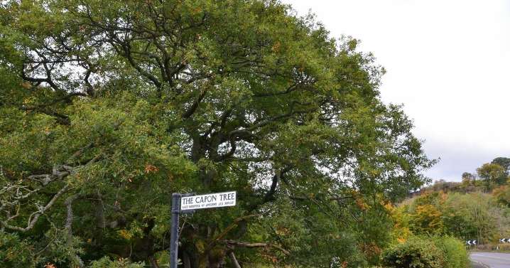 The ancient Scottish Borders forest home to one of Scotland's oldest trees