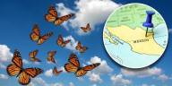 De Canadá a Michoacán: el camino que siguen las mariposas monarca en su migración anual