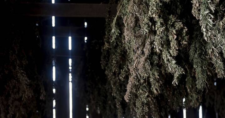 Hemp advocates fight new federal ban that could devastate Kentucky farmers