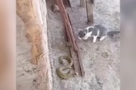 Polémica por el video de un "duelo" entre un gato y una yarará