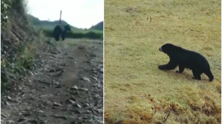 ¿Hay Oso Andino merodeando en el Suroeste de Antioquia? Autoridades investigan reportes ciudadanos