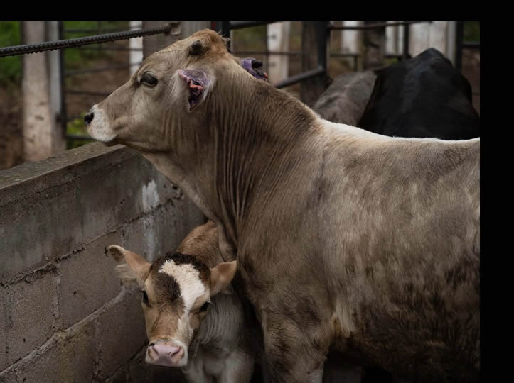 Sin fecha, la reapertura de la frontera a exportaciones de ganado