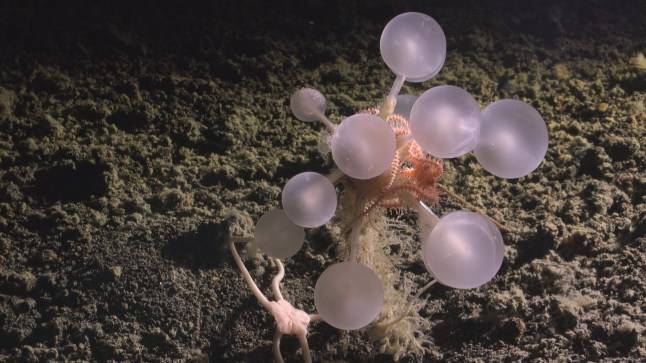 Carnivorous ‘death ping pong balls’ discovered near remote UK island