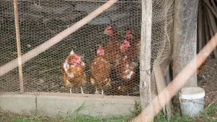 O Goberno confina todas as explotacións de aves de curral ao aire libre pola gripe aviaria