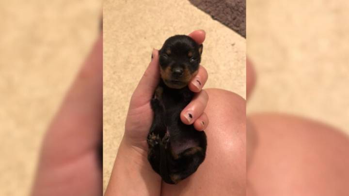 Louisiana Woman Adopts Two-Legged Puppy Told She Wouldn’t Survive And Proves Everyone Wrong
