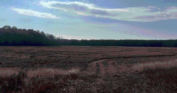 Vandalism cripples Arkansas waterfowl habitat, delays flooding for duck season