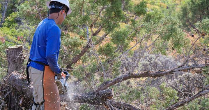 Crews complete first phase of wildfire mitigation project on conserved property