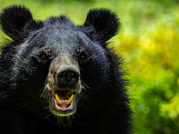 Una excursión terminó en tragedia: un oso pardo atacó a un grupo de estudiantes y dejó 11 heridos
