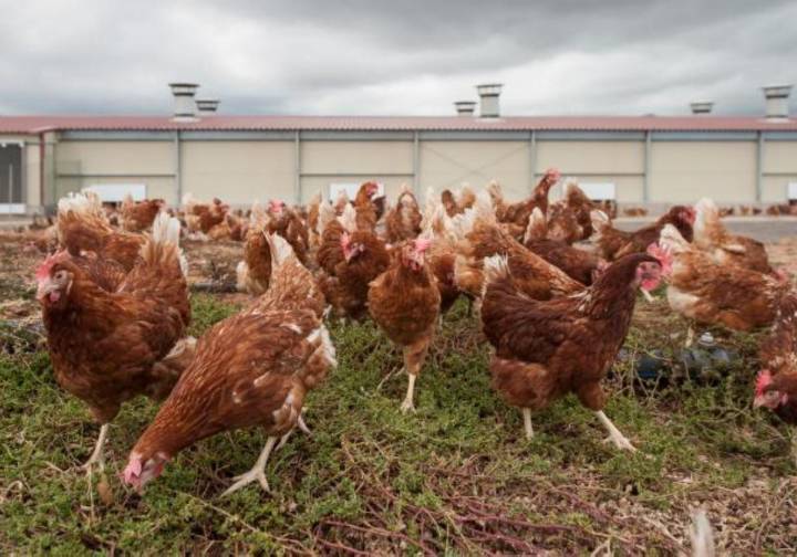 Canarias ante la gripe aviar: bajo riesgo, alta vigilancia y corrales techados