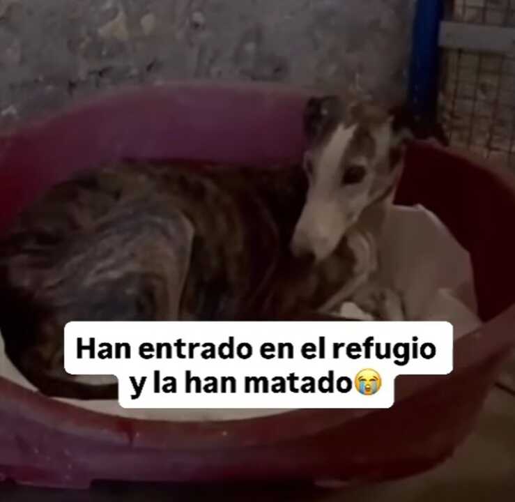 Denuncian la muerte por apuñalamiento de un galgo de 12 años en una protectora del Condado