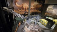 OU's natural history museum celebrates 25th anniversary with free day