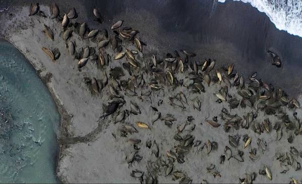 Desapareció el 50% de las focas hembras en Georgia del Sur