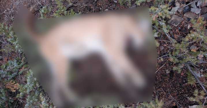 CPW investigates illegal killing of mountain lion in Gunnison County