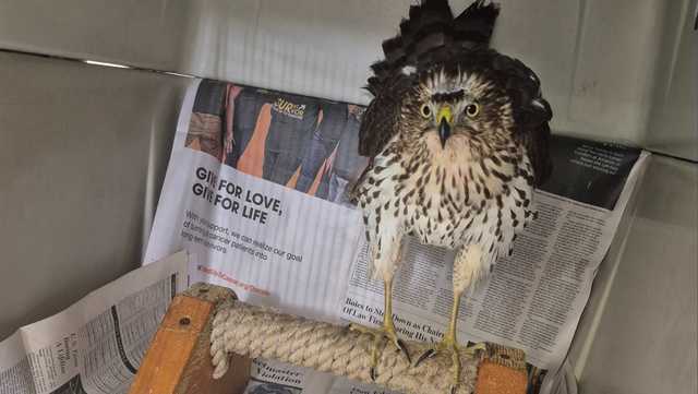 Hawk recovering after being rescued from Kenwood Towne Center over the weekend