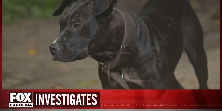 South Carolina dogfighting cases rise, investigators sound alarm