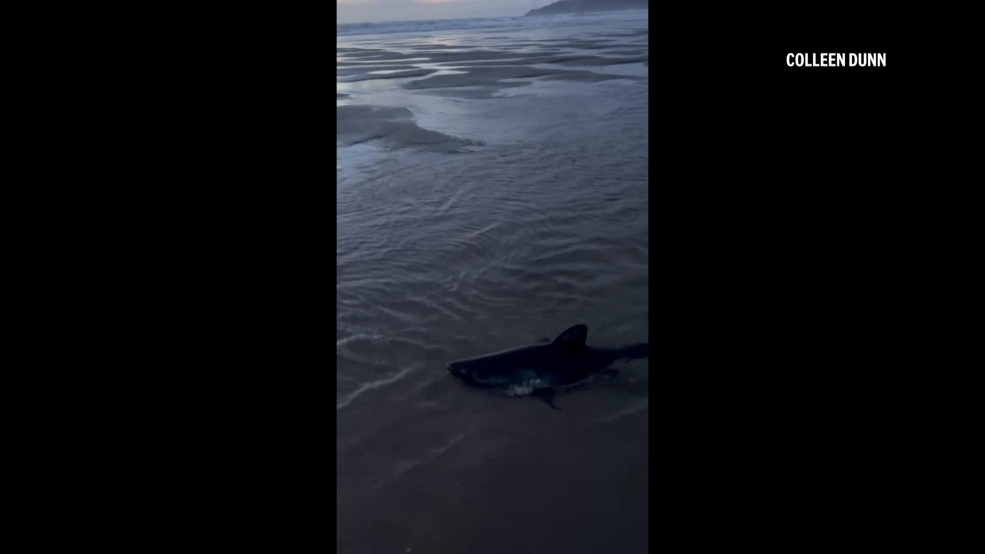 Woman tries to help shark stranded on Oregon beach