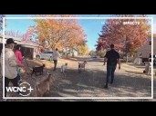 Pet goats bring Idaho community together
