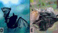 There Have Been At Least 53 Incidents Of Spiders Capturing And Eating Bats
