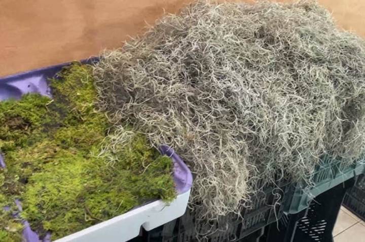 Ministerio de Ecosocialismo inició campaña para evitar la extracción y comercialización de musgo