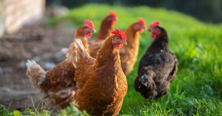 ¿Hasta cuándo durará el confinamiento de aves y por qué se ha decidido no vacunar masivamente de gripe aviar?