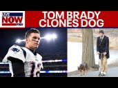 Tom Brady says family dog is clone of pet that died in 2023