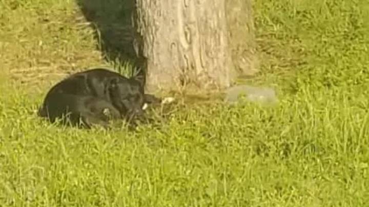 Texas Rescuer Spends Months Trying To Save A Pup Waiting For The Family That Abandoned Her