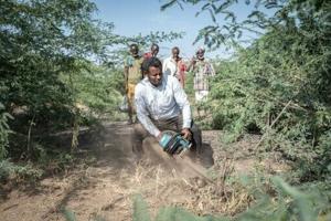 Ethiopia’s invasive prosopis tree chokes livelihoods and land