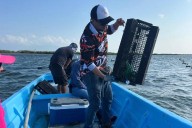 Consolida Tamaulipas su producción de ostión con apoyo técnico continuo