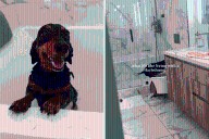 Owner Films Dachshund Using Bathroom—Nobody Prepared for What He’s Learned