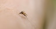 Sacramento residents say they're "getting eaten alive" by mosquitoes this November. Here's why.